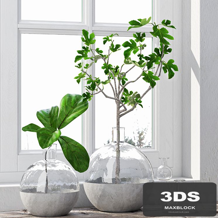 Fig Plants 1