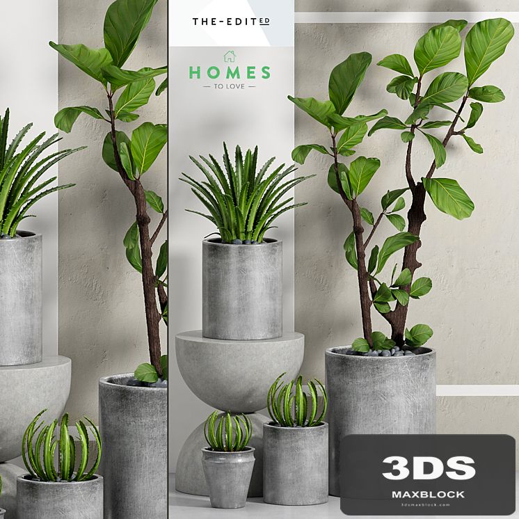 PLANT -36