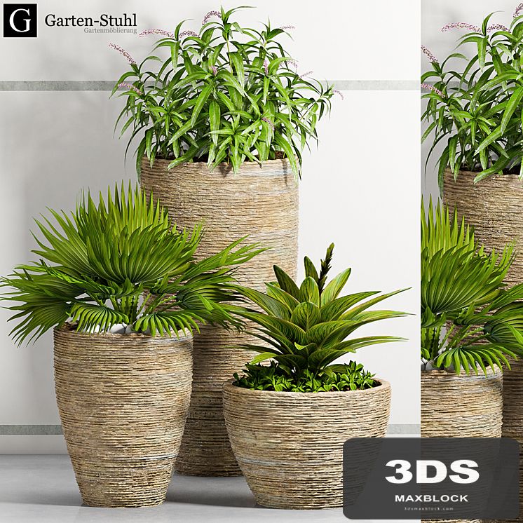 PLANT -37
