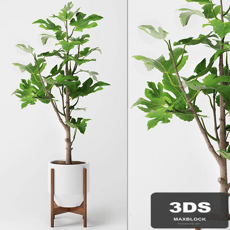 Fig Plant 2