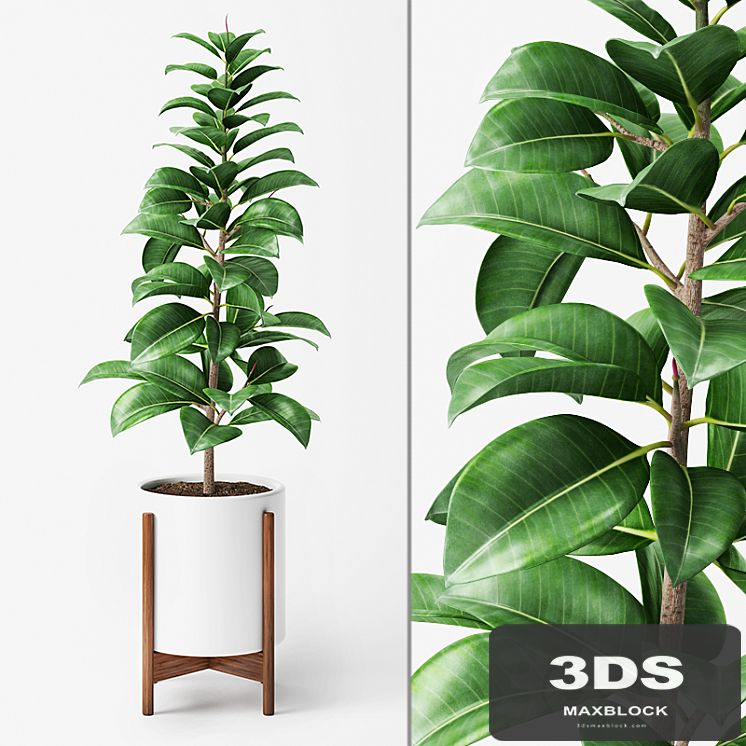 Ficus Elastica 2