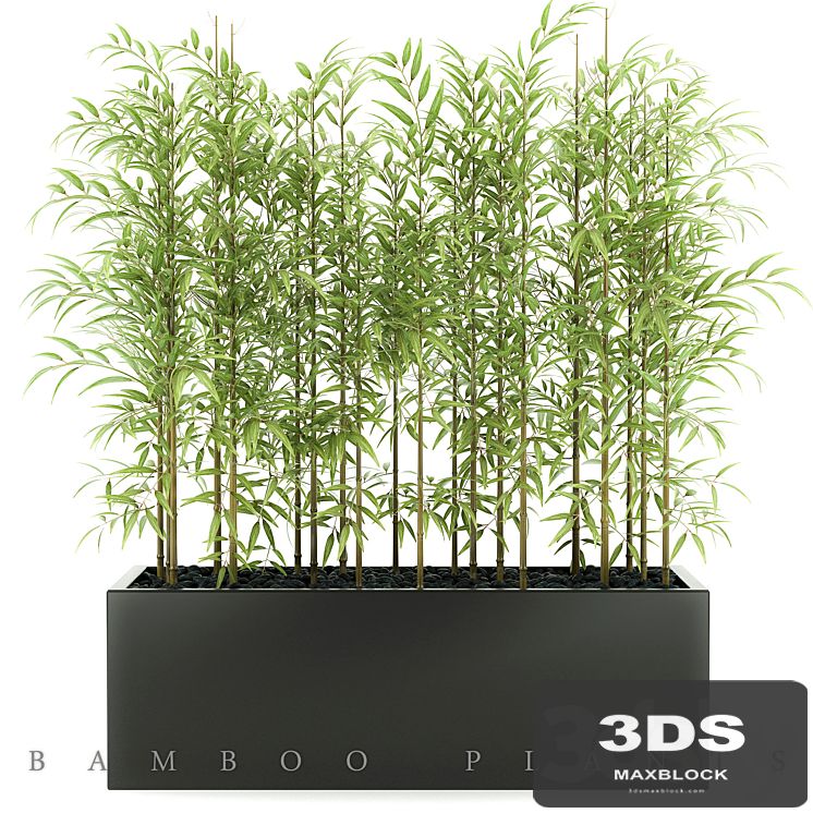 BAMBOO PLANTS 49