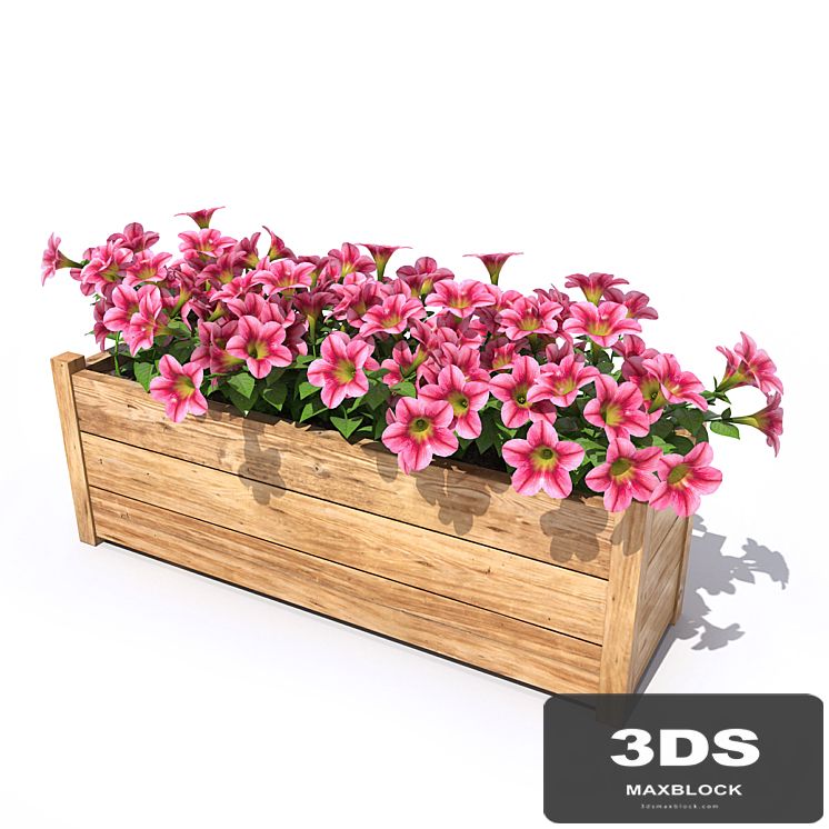 Petunia