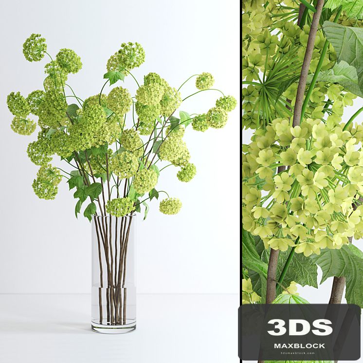 Viburnum