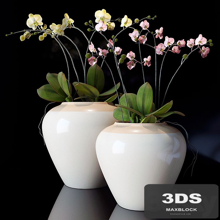potterybarn, Orchid