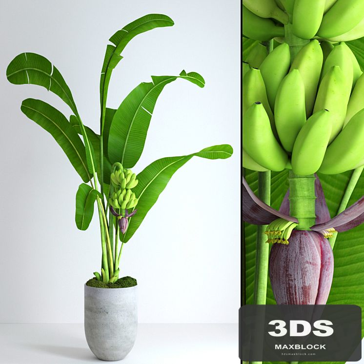 Banana tree with moss
