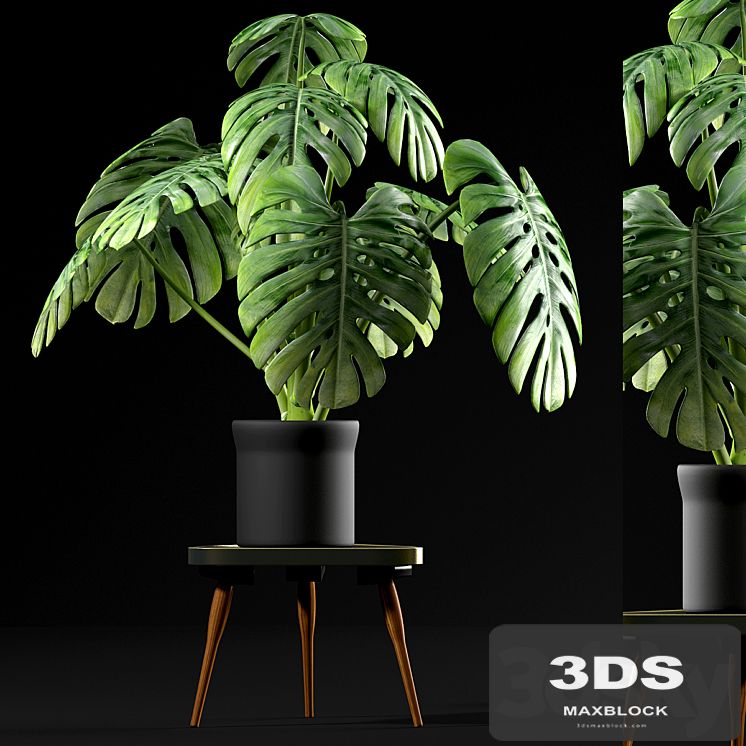 Monstera Plants 50
