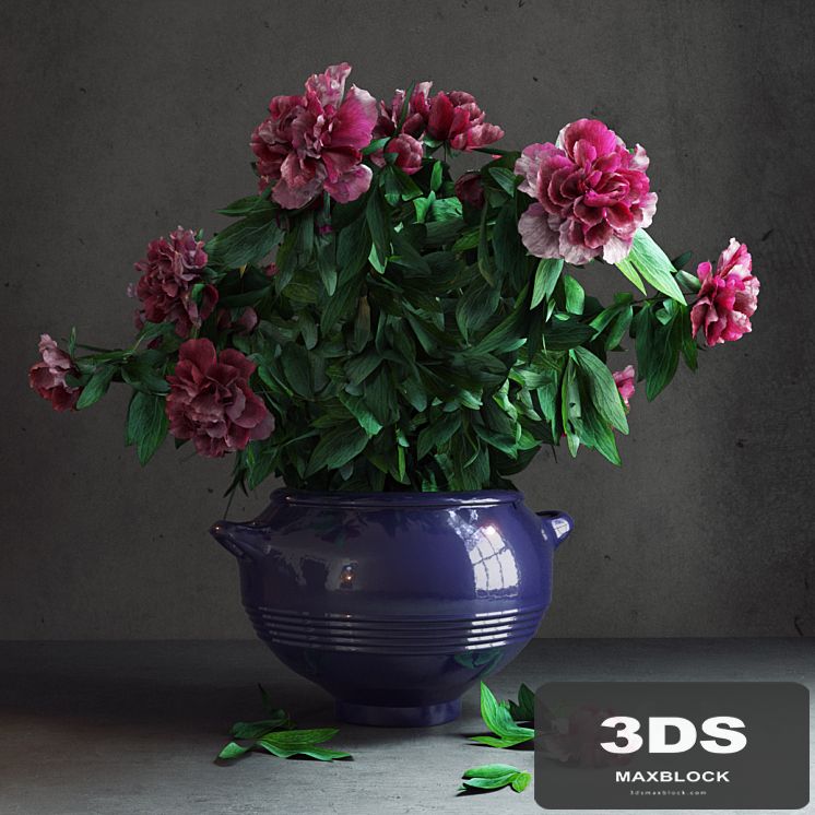 Peony Garden