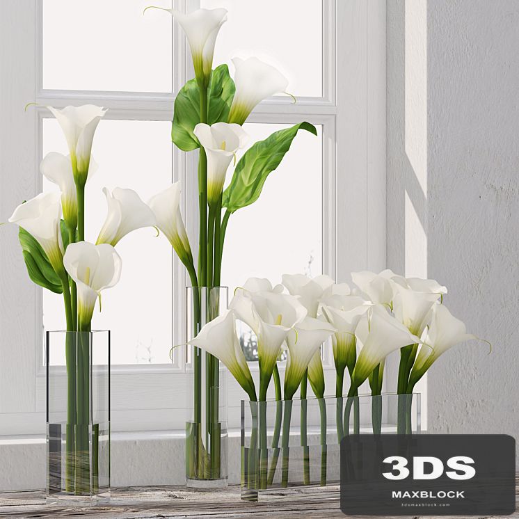 Calla Lily 5