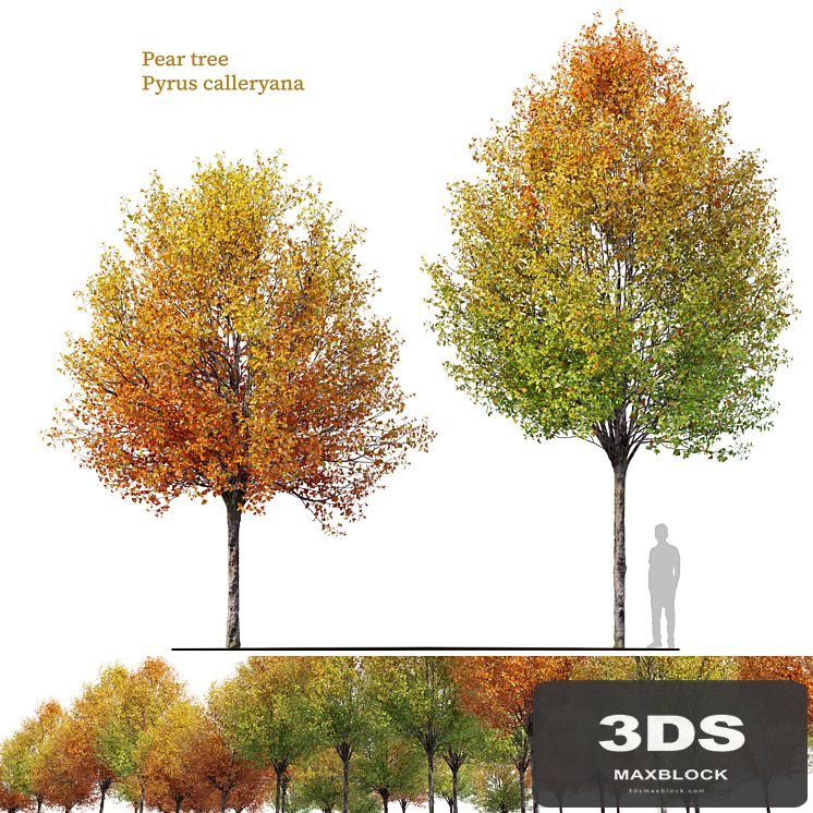 Autumn pear tree