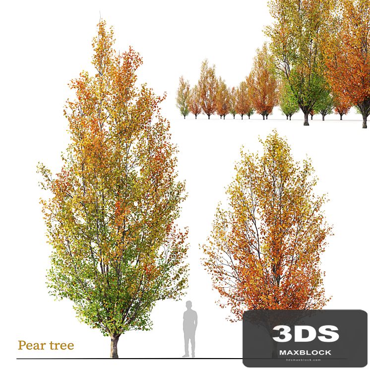 Autumn pear tree 02
