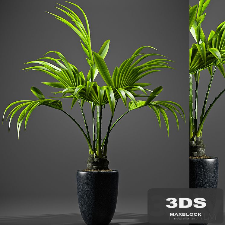 FAN PALM 52