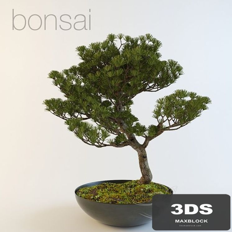bonsai