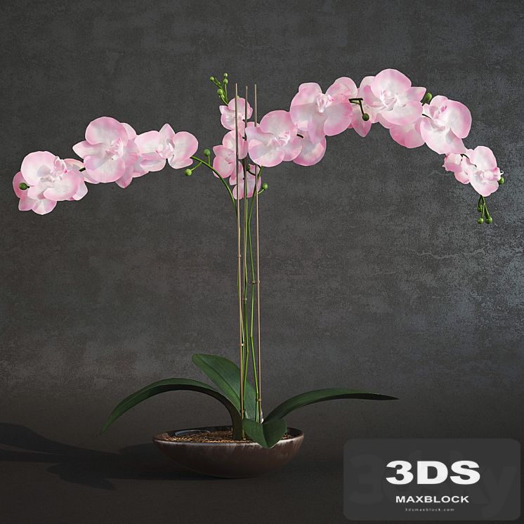 Orchid