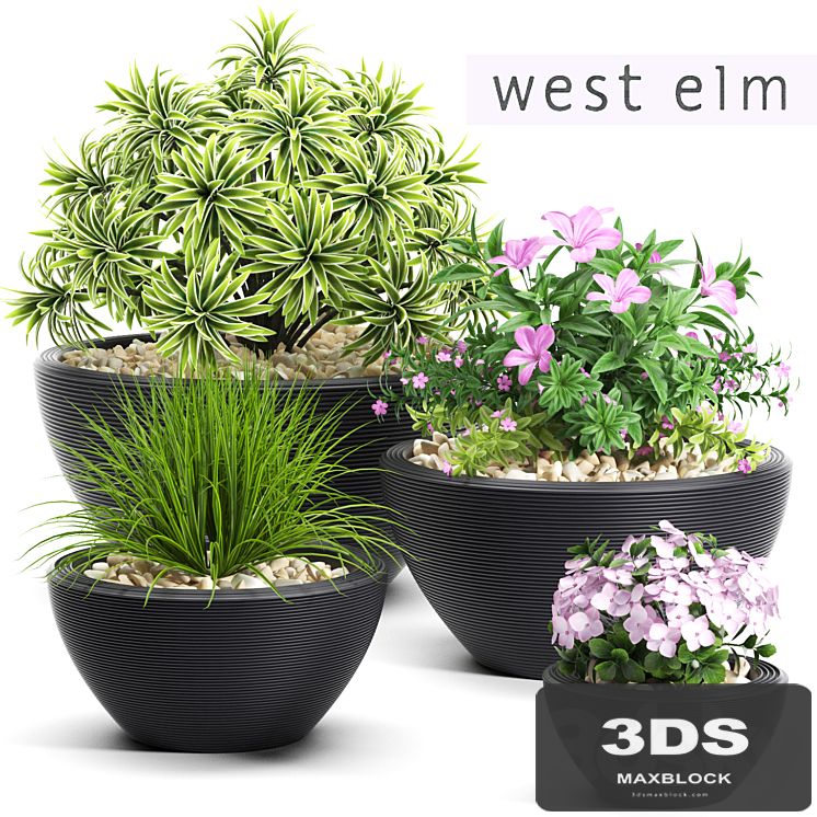 PLANTS 54