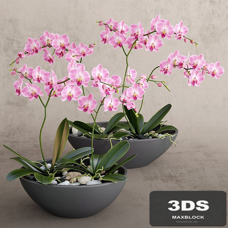 Orchid