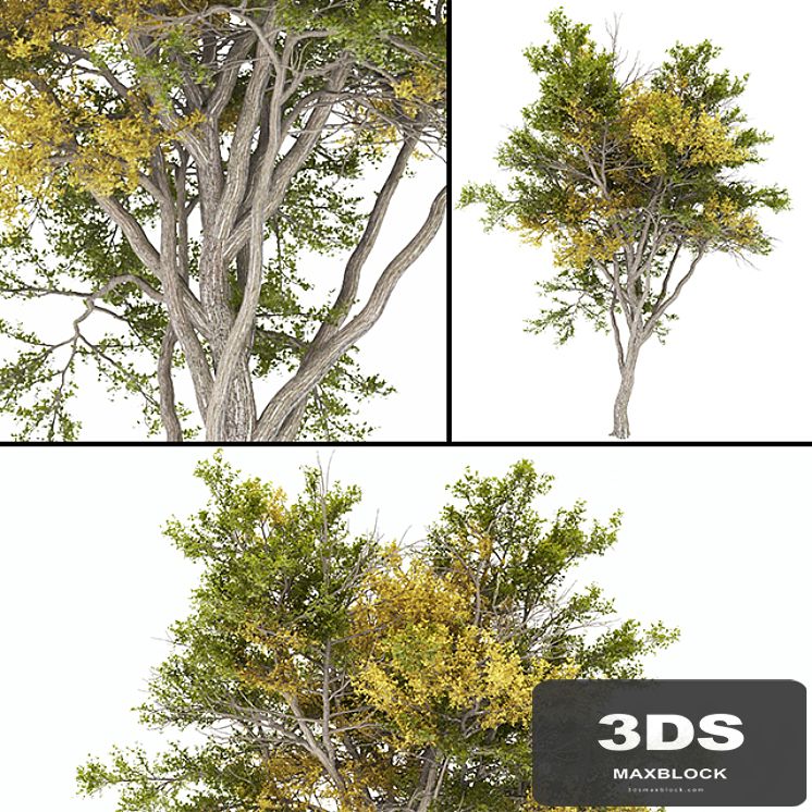 02 Tree autumn
