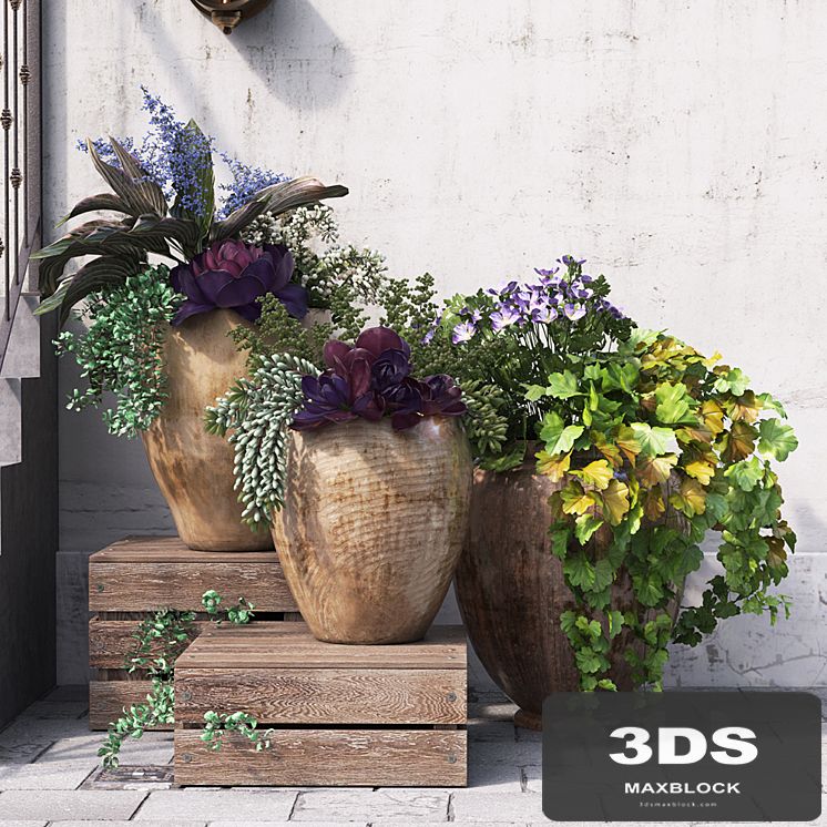Summer in pots