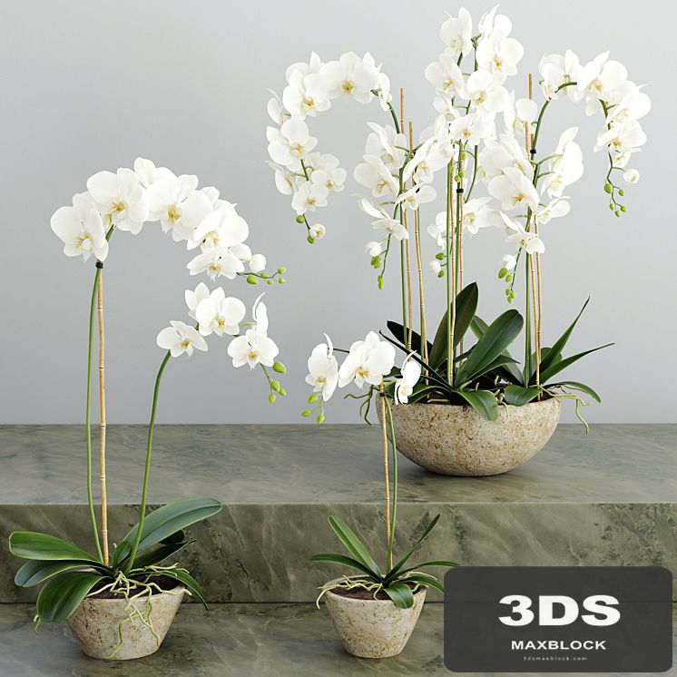 Orchid 2