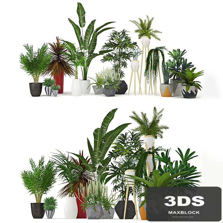Plants Collection