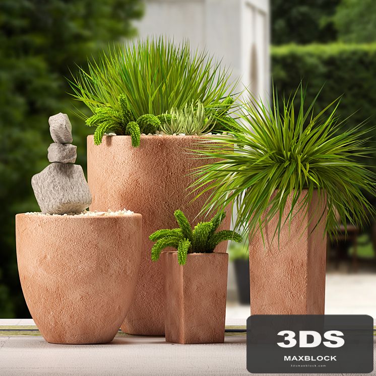 plants