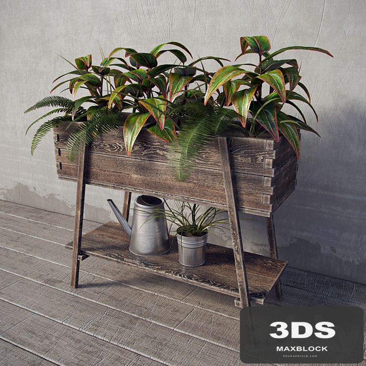 Terrace plants