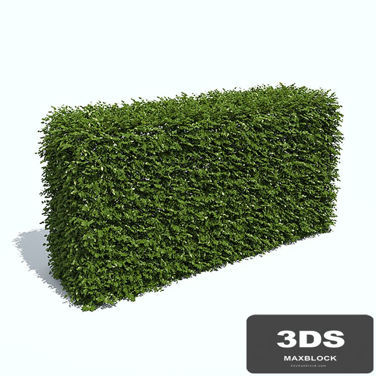 Regular hedges