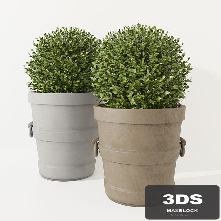 Potted Boxwood Restoration Hardware