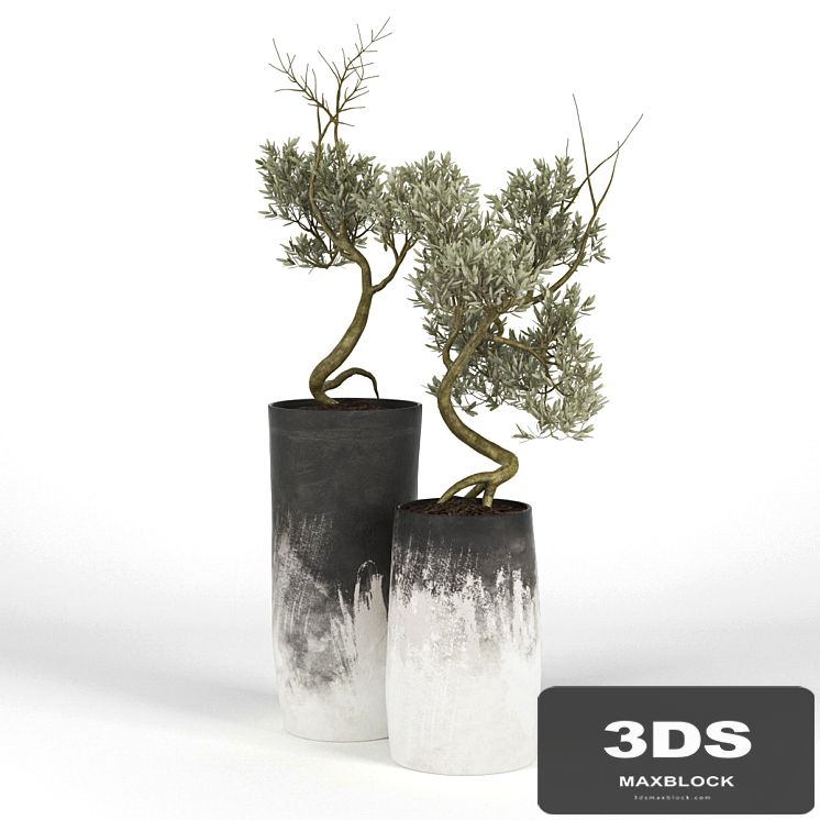 Olive_Tree_III
