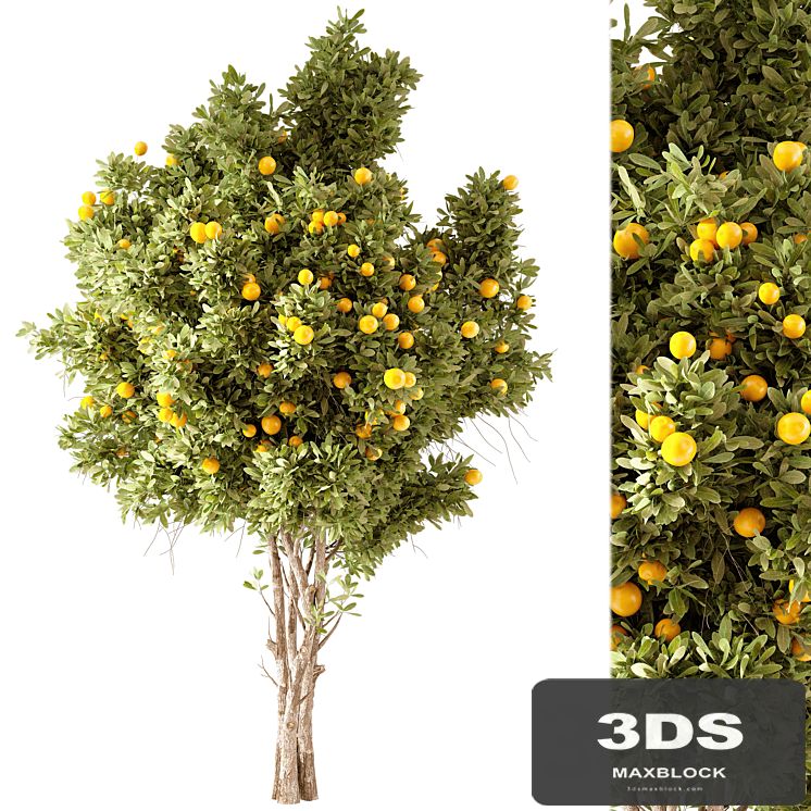 Orange Tree 01