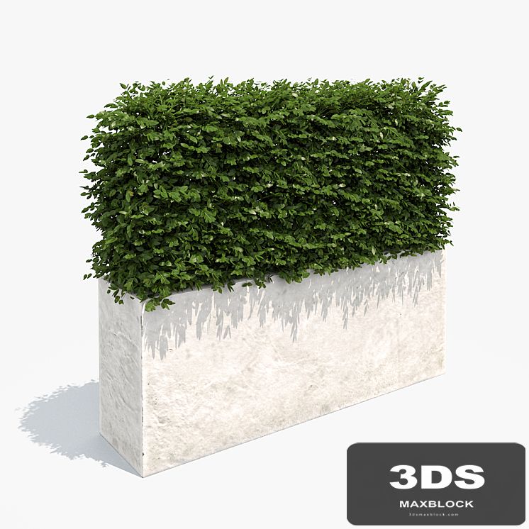 Hedge white plantere