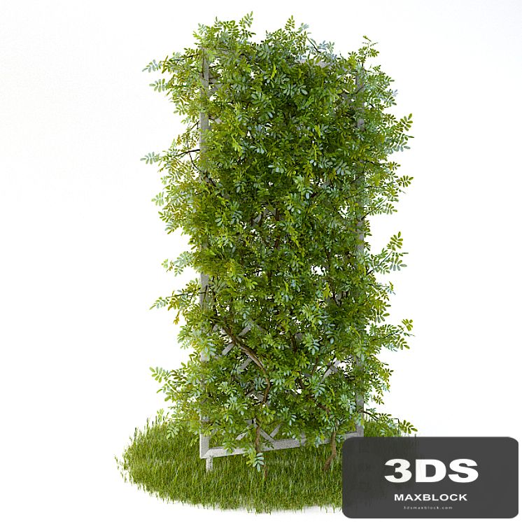 Perennial climbing plant for the garden