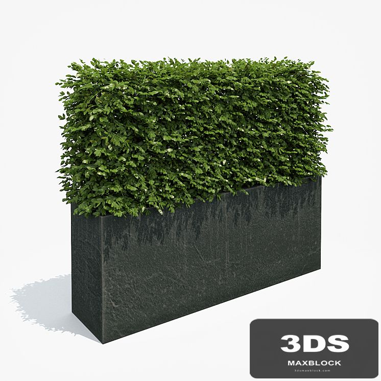 Hedge in black plantere