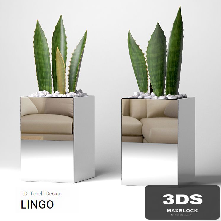 vase LINGO