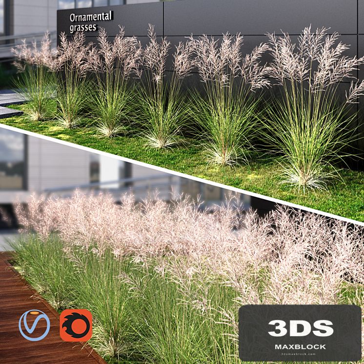 Ornamental grass red