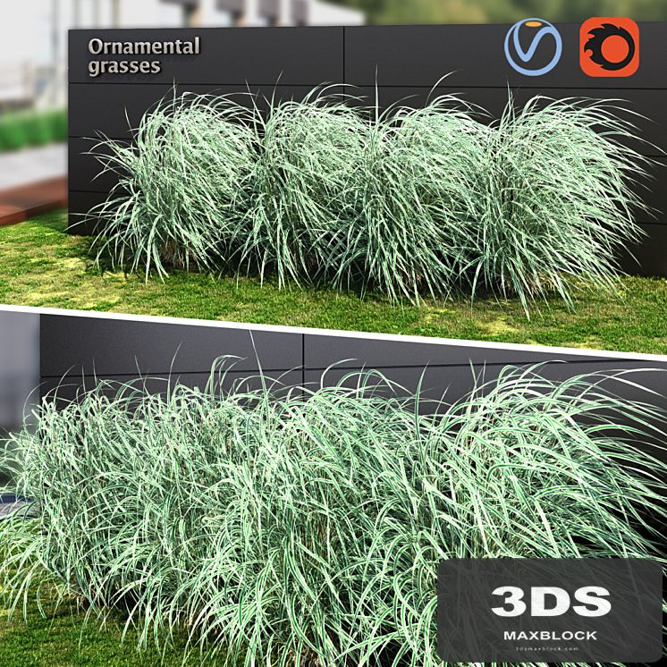 Ornamental grass striped