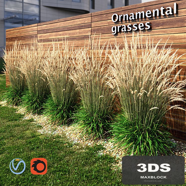 Ornamental grass dry