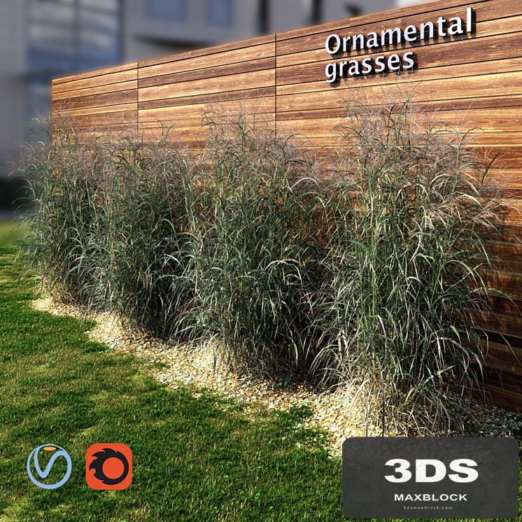 Ornamental grass red-green