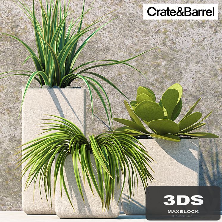 PLANTS 60