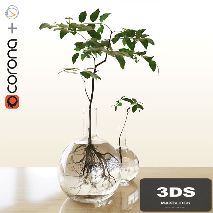 Plants in the flask