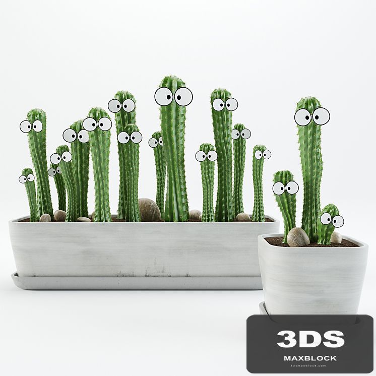 Cactus with eyes