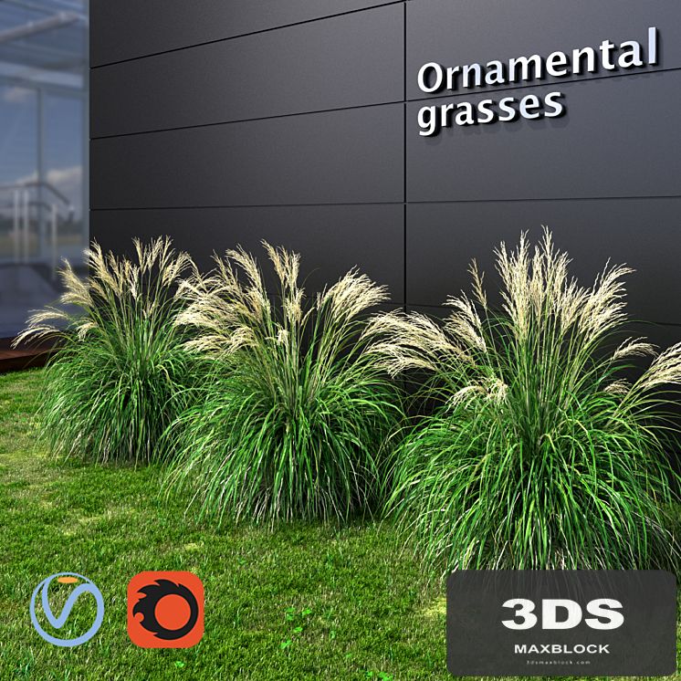 Ornamental grass Miscanthus small