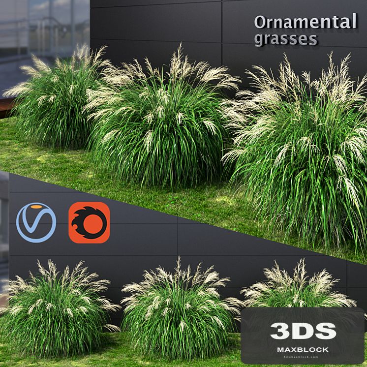 Ornamental grass Miscanthus medium