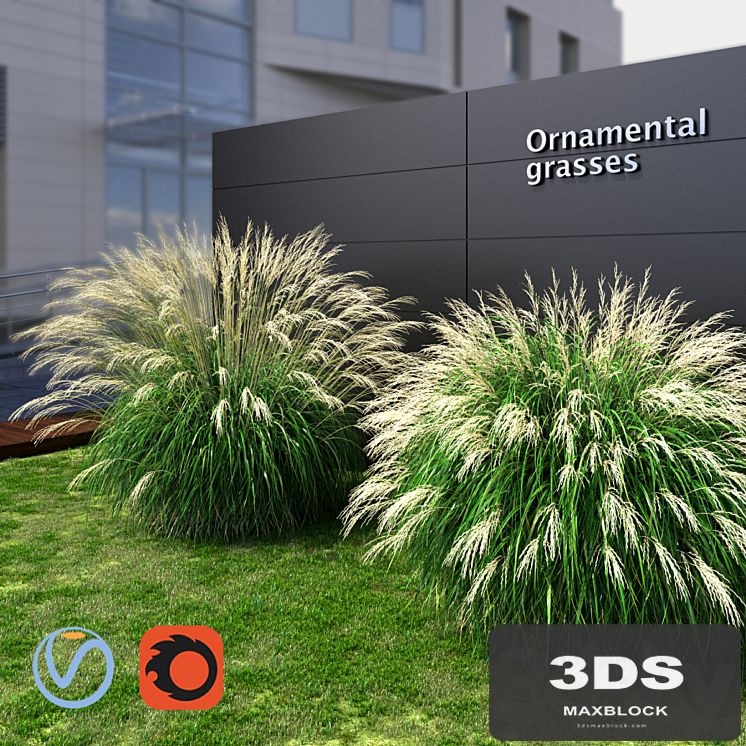 Ornamental grass Miscanthus large