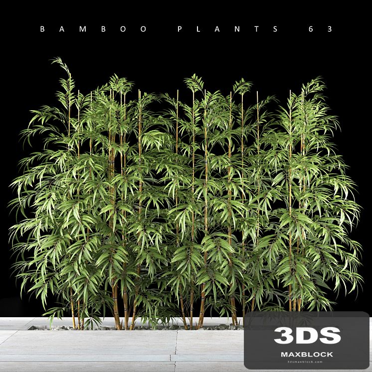 BAMBOO PLANTS 63