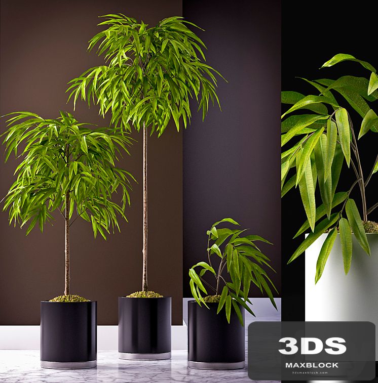 FICUS ALII PLANT 64