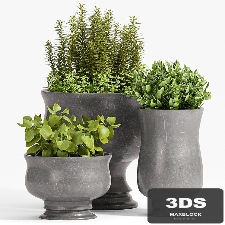 PLANT -45
