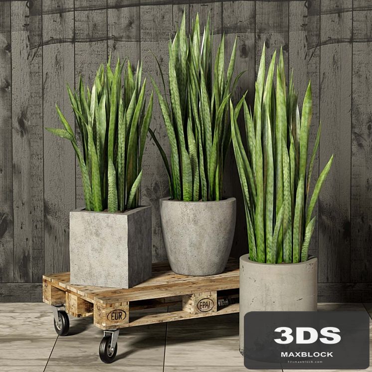 Sansevieria