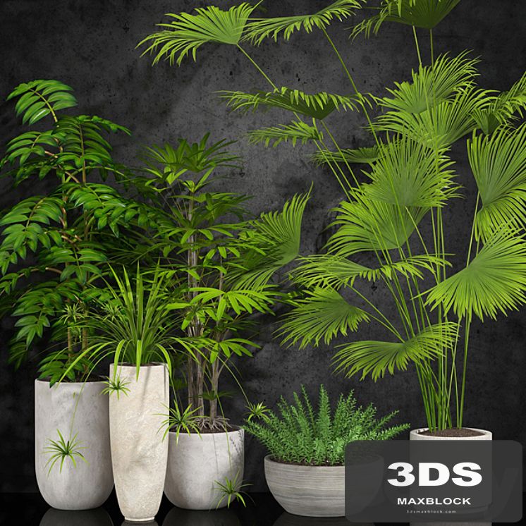 houseplant