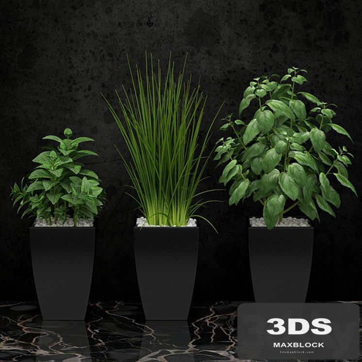Plants for the kitchen